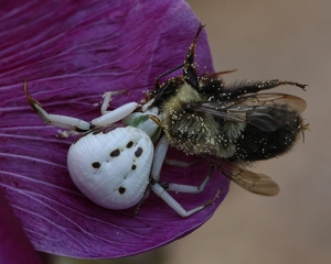 White Spider With Bee - Photo by Bill Latournes
