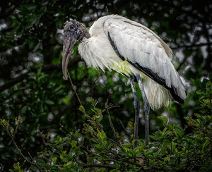 Wood Stork Gathering Nesting Material - Photo by John McGarry