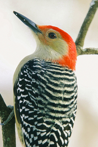 Woodpecker - Photo by Bill Latournes
