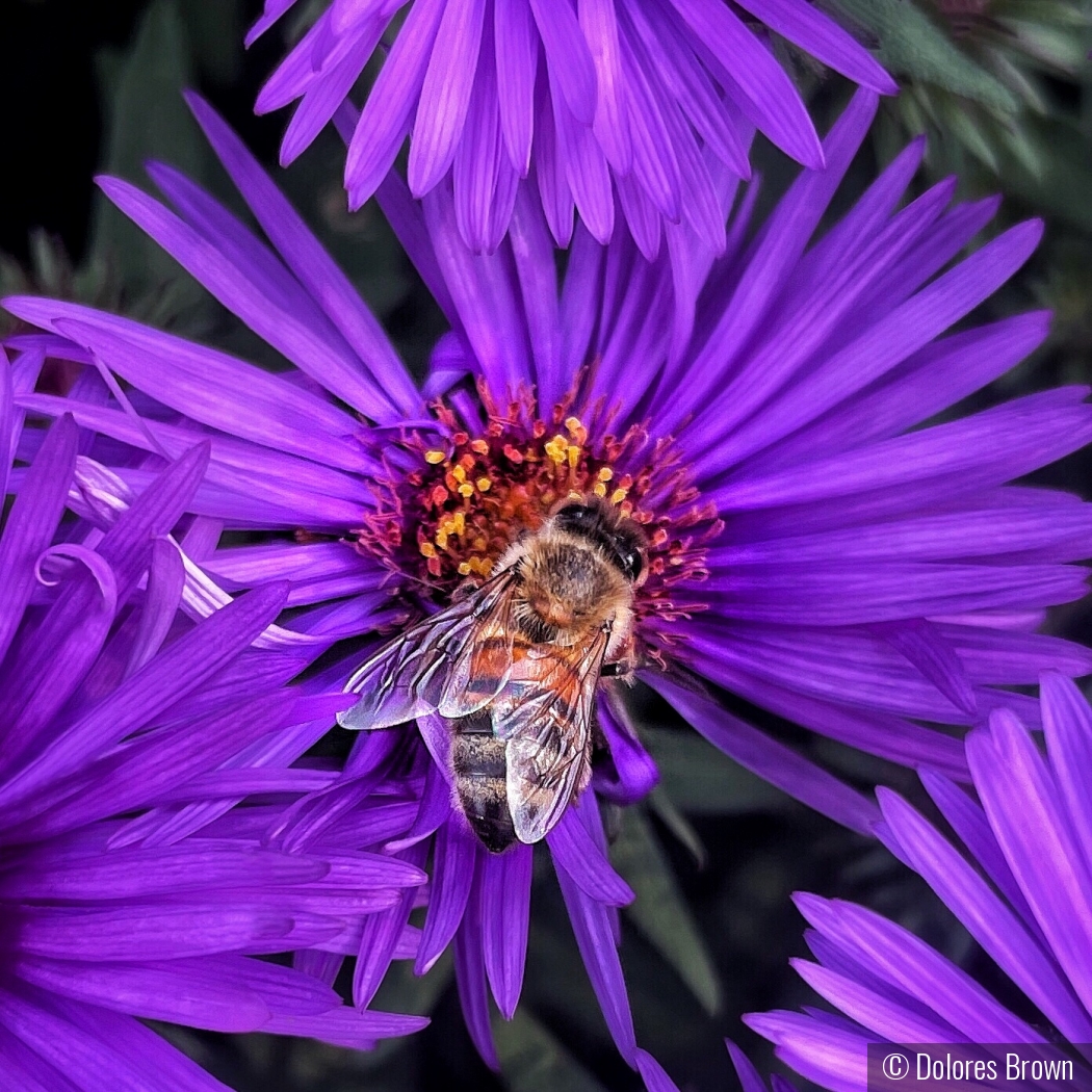A Busy Bee by Dolores Brown