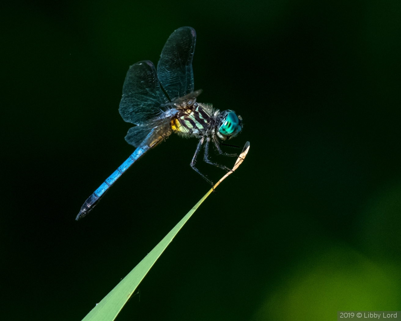 A dashing Blue Dasher by Libby Lord