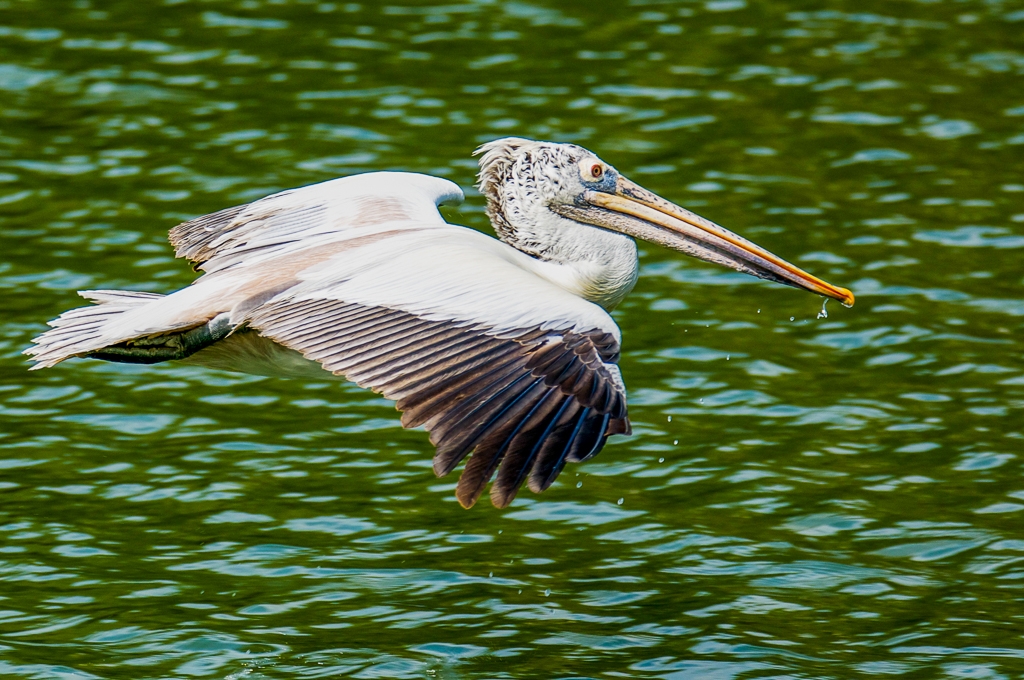 A Flying Pelican - Ranganathittu- India by Aadarsh Gopalakrishna