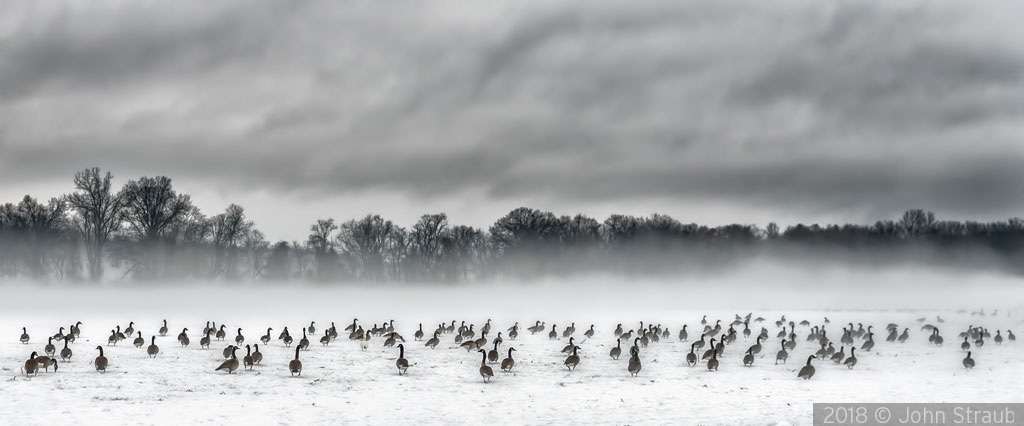 A Gathering of Geese in the Gloom by John Straub
