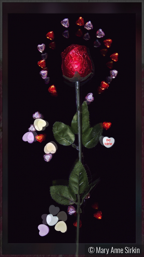 A Hearty Rose by Mary Anne Sirkin