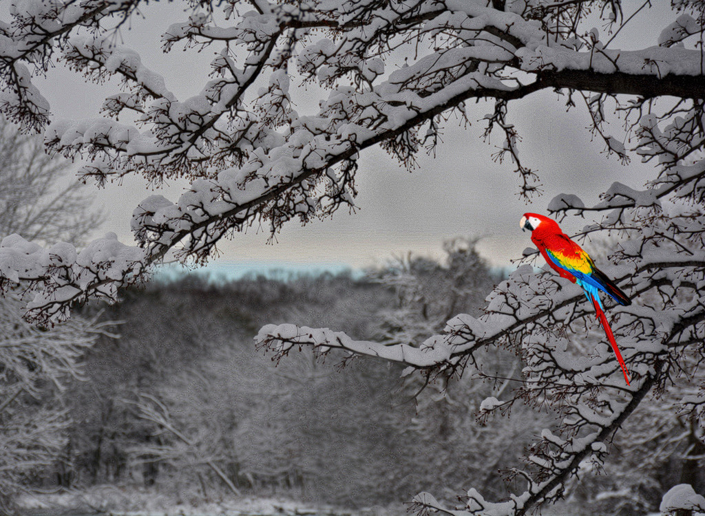 a parrot in a pine tree by Ginny Thibodeau