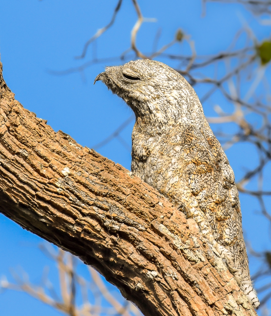 A Potoo - Camouflaged As A Tree Branch by Susan Case