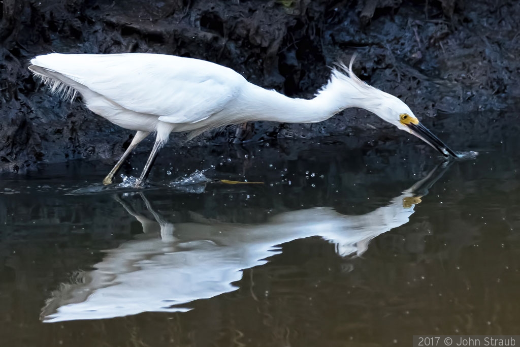 A Snowy Egret Reflects While Dining by John Straub