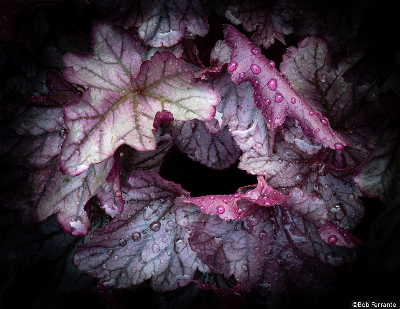 A Whorl of Coral Bells by Bob Ferrante
