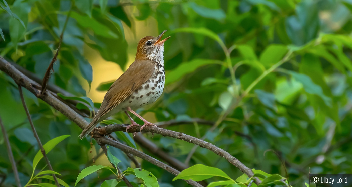 A Woodthrush Singing for Love by Libby Lord