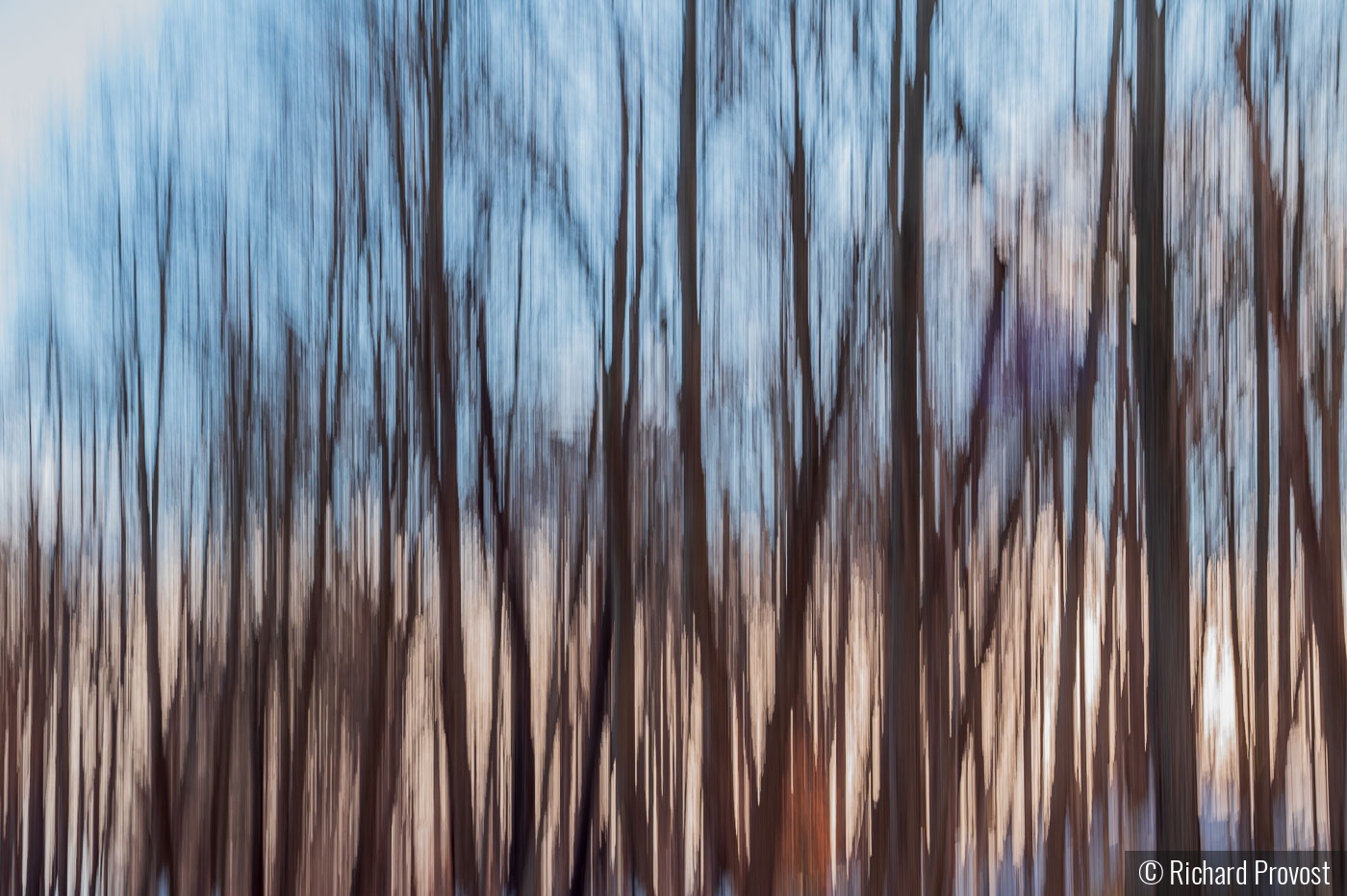 Abstract of trees by Richard Provost