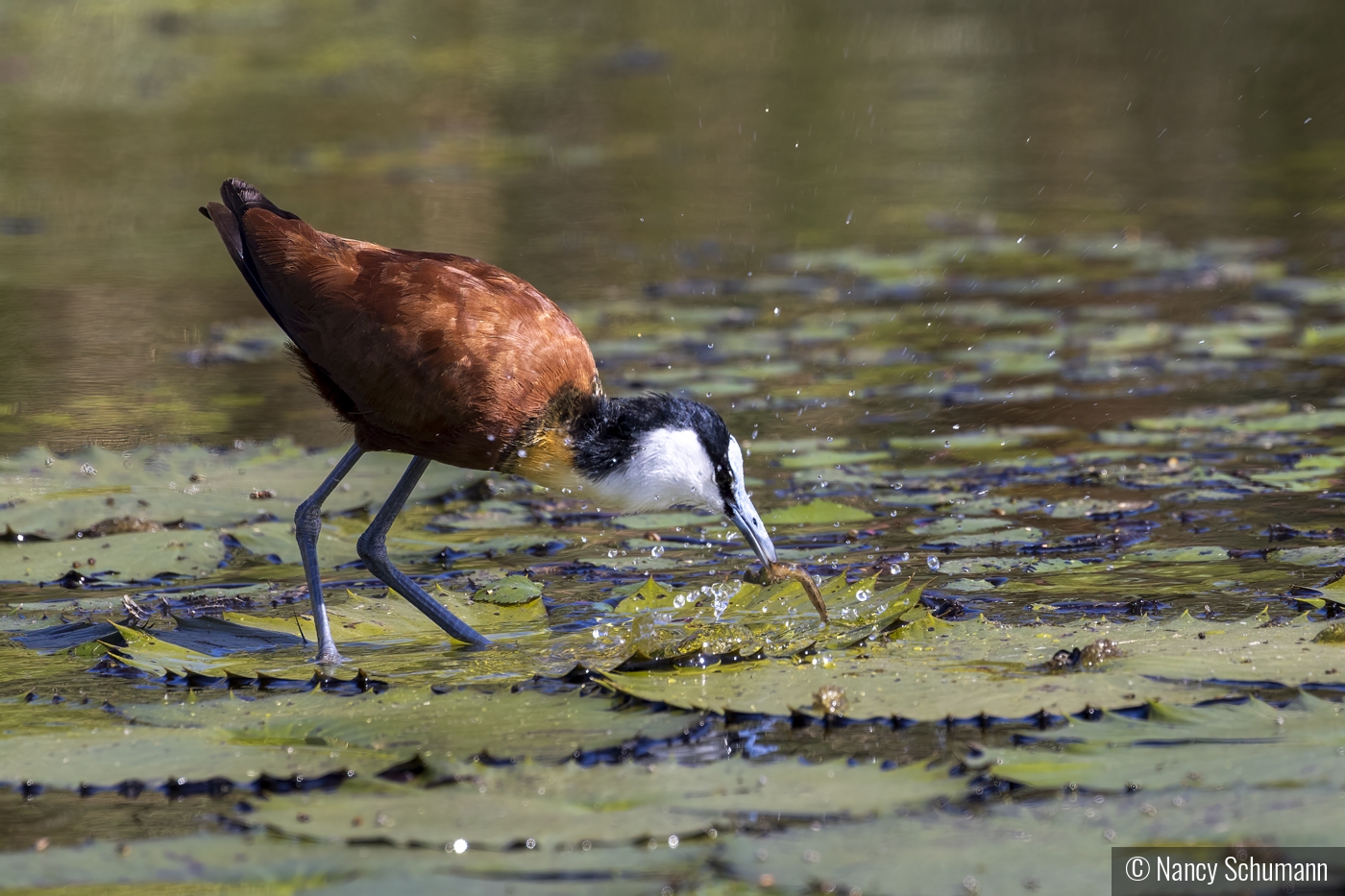 African Jacana with catch by Nancy Schumann