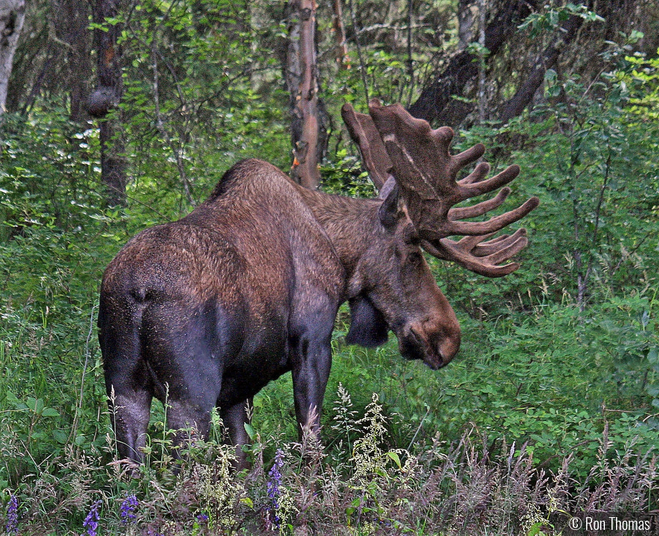 Alaskan moose near Beaver Creek by Ron Thomas
