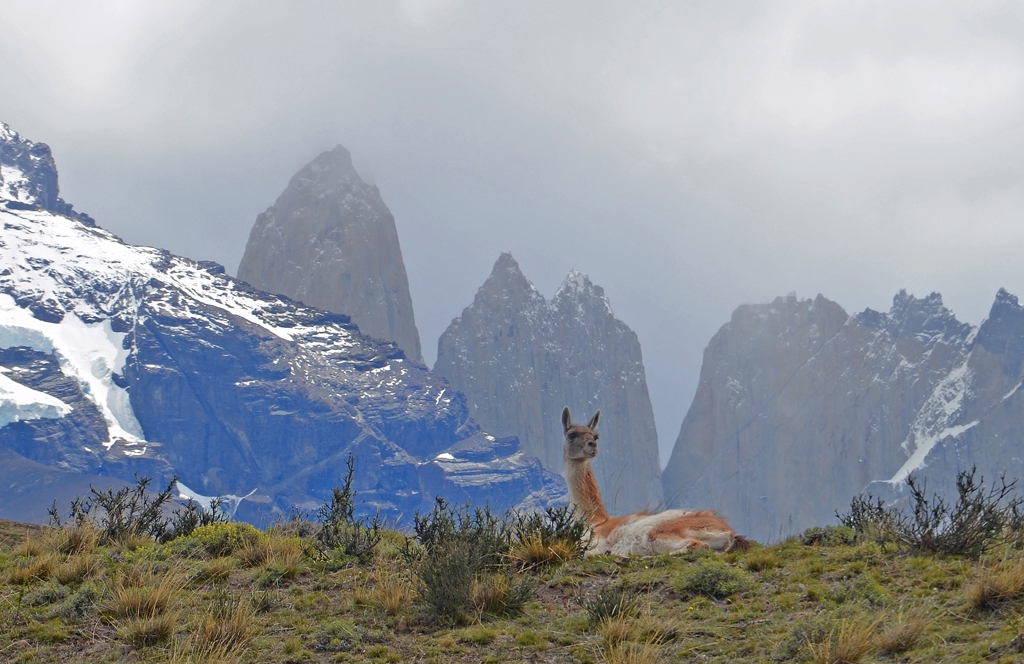 Alert Guanaco Resting In The Andes by Lou Norton