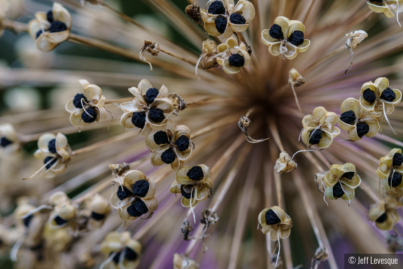 Allium Explosion by Jeff Levesque