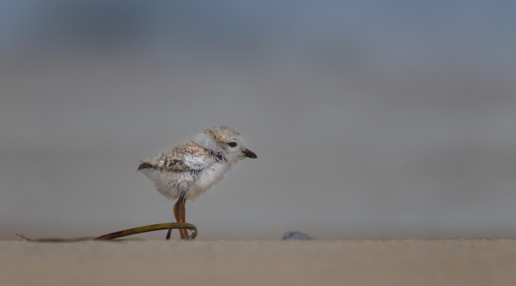 Alone on the Beach-Piping Plover Chick by Danielle D'Ermo