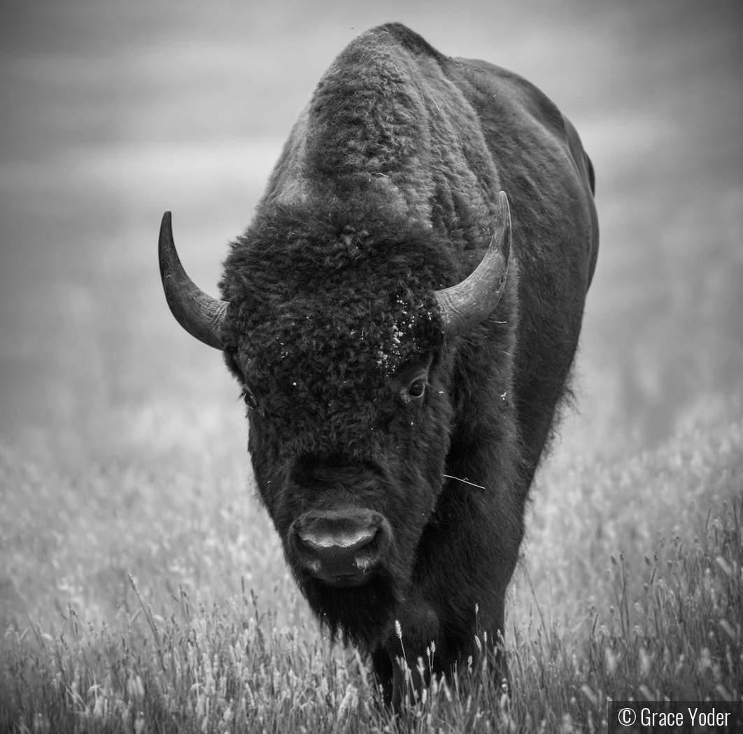 American Bison by Grace Yoder