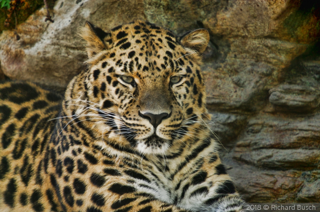 Amur Leopard Male 2 by Richard Busch