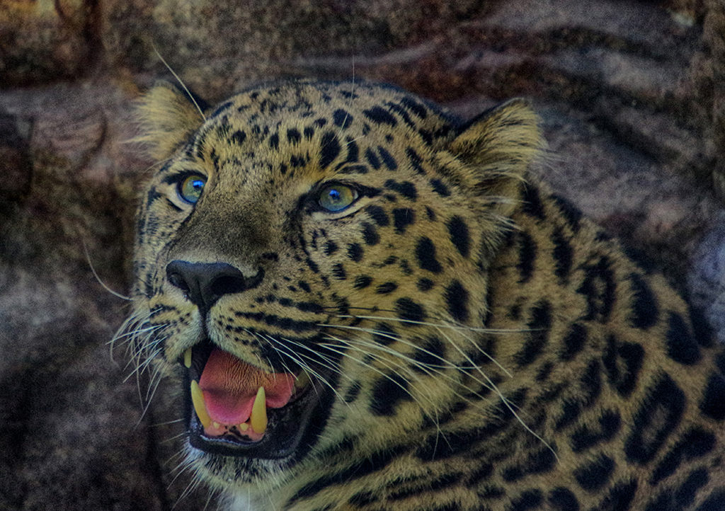 Amur Leopard by Richard Busch