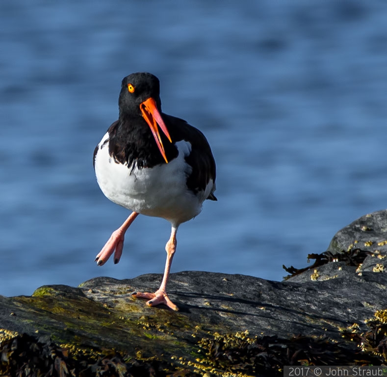 An American Oystercatcher Sings and Dances by John Straub