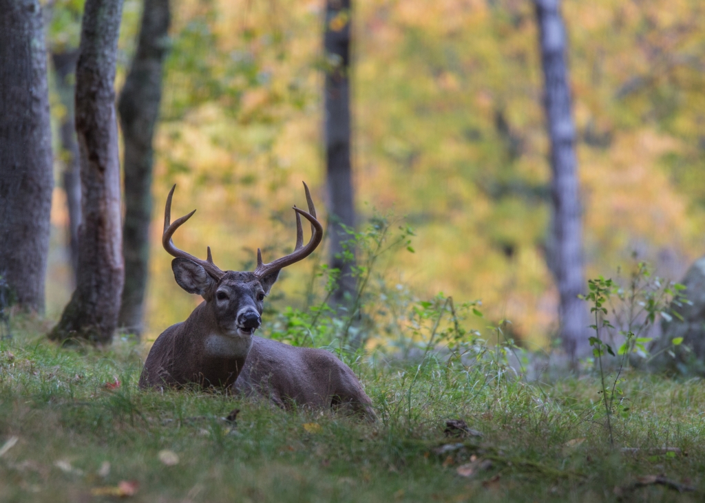An Elk in the Woods by Susan Poirier