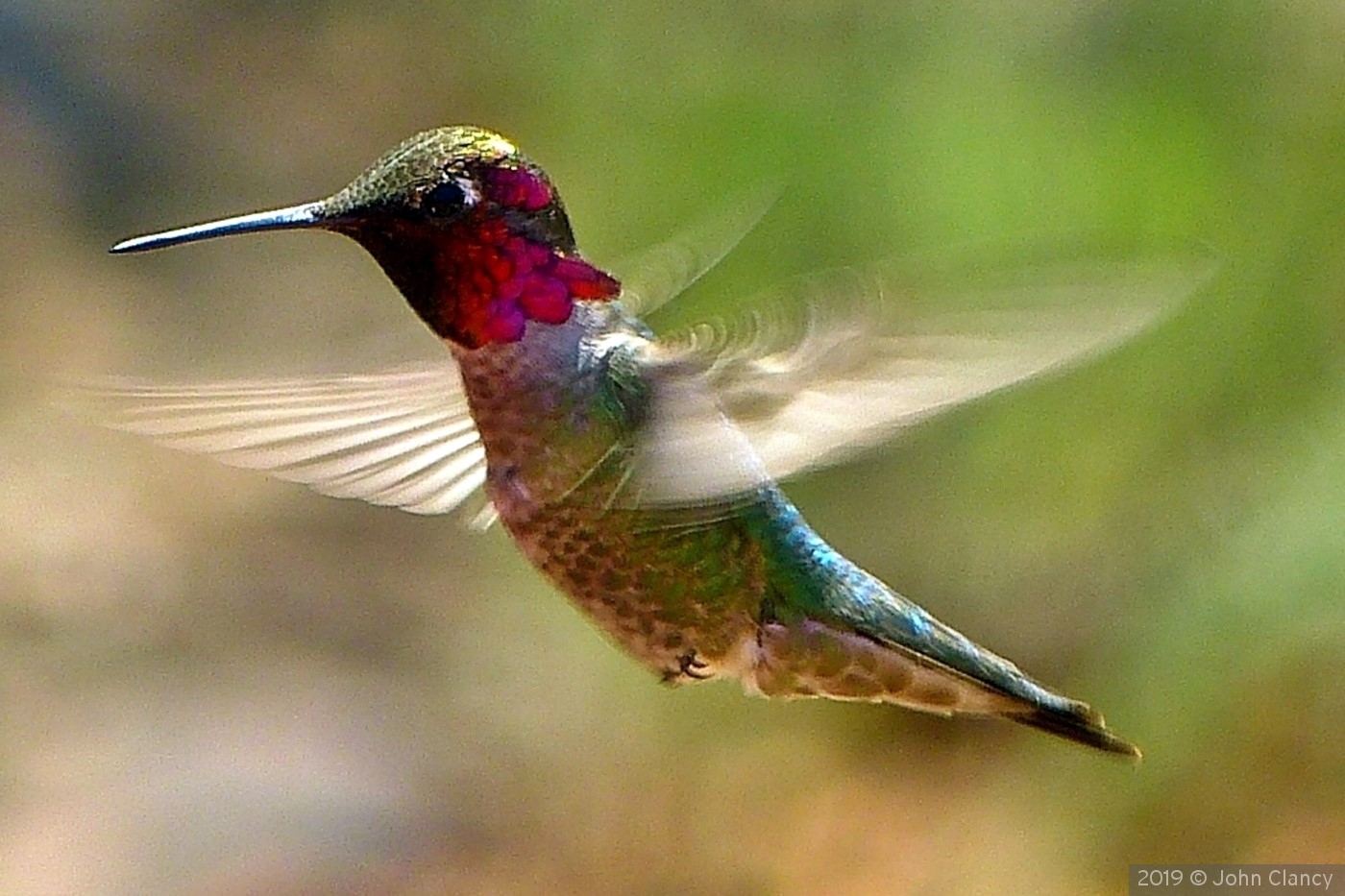 Anna's Hummingbird on the wing by John Clancy