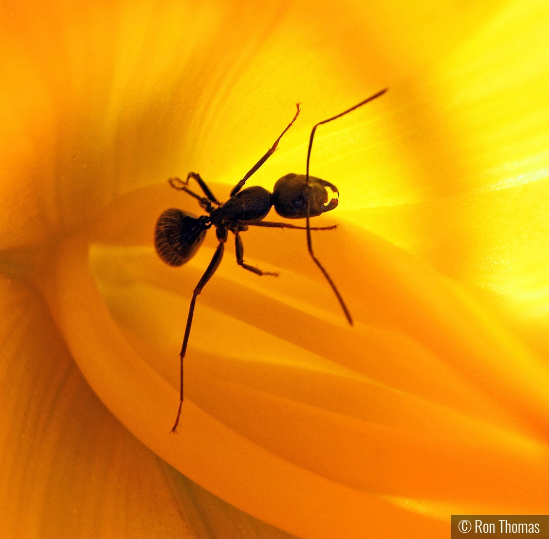 Ant in a flower by Ron Thomas