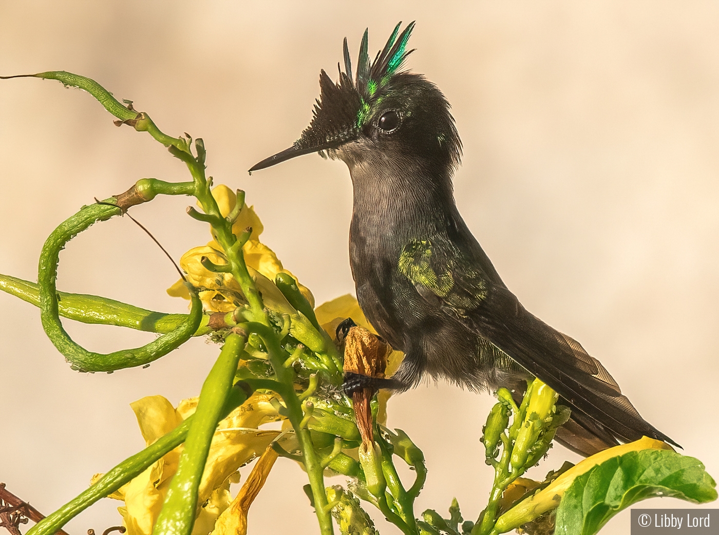 Antillean Crested Hummingbird by Libby Lord