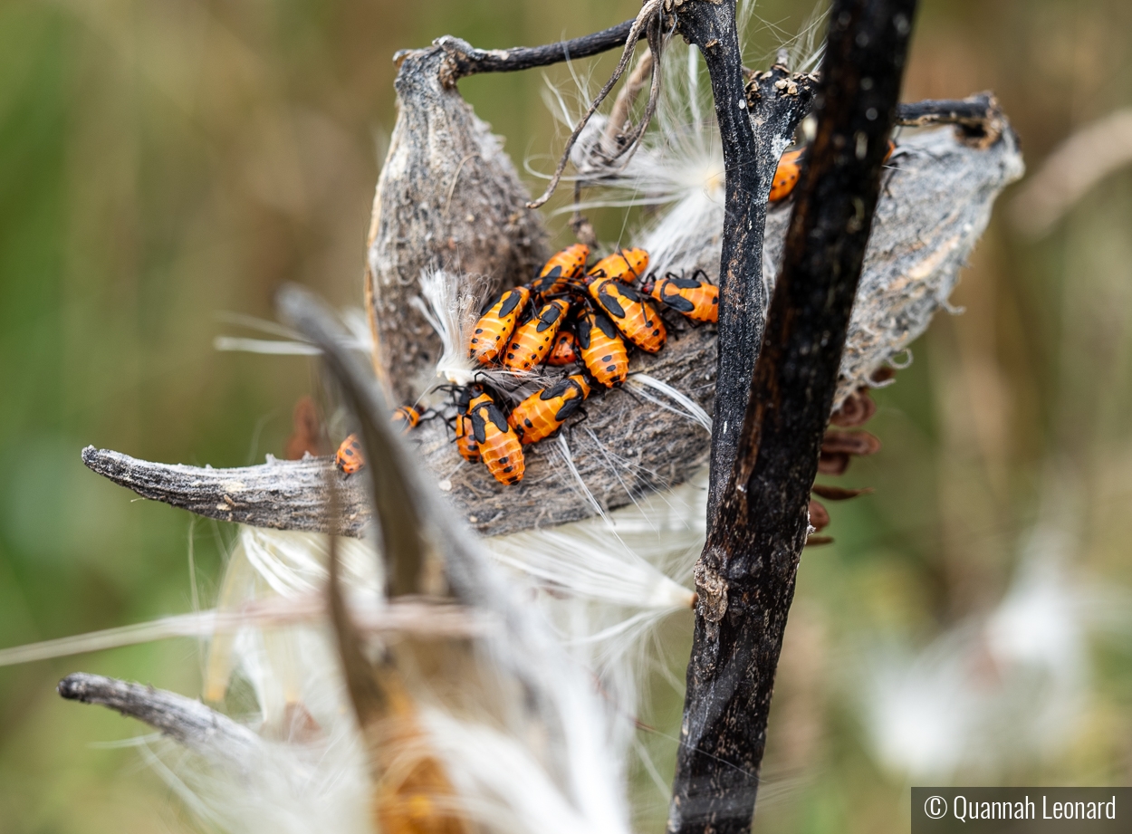 Aphids on Milkweed by Quannah Leonard