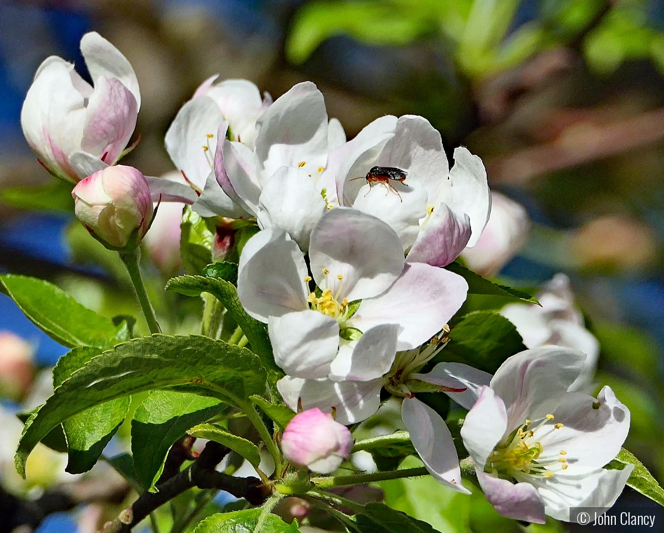 Apple Blossom Time in North Bloomfield by John Clancy