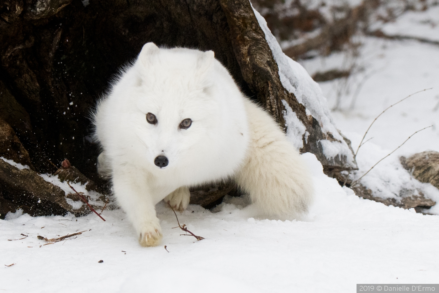 Arctic Fox Stepping out of Shelter by Danielle D'Ermo