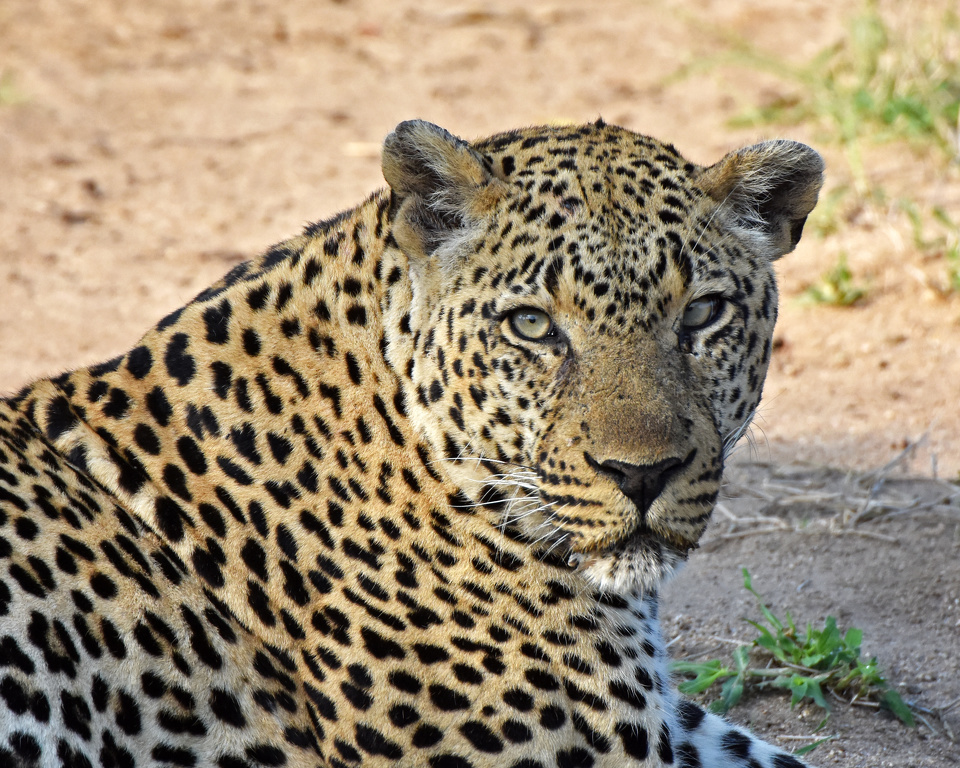 Are you food or are you a threat? The "Bicycle-Crossing Male" - the dominant leopard in Mala Mala, SA by Susan Case