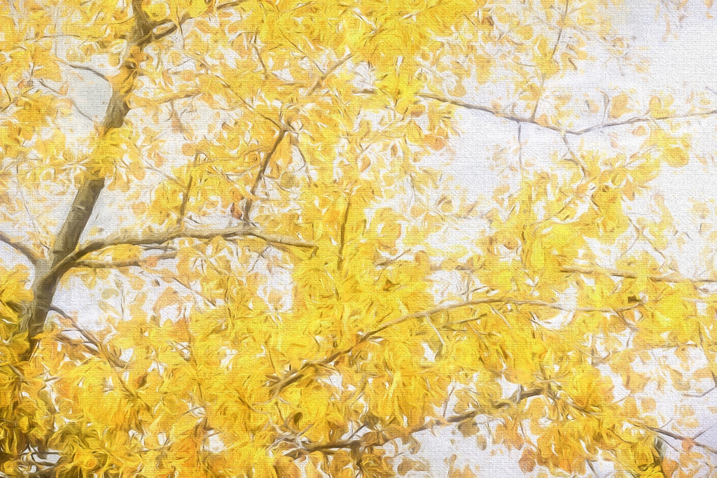 Aspen Leaves by John McGarry