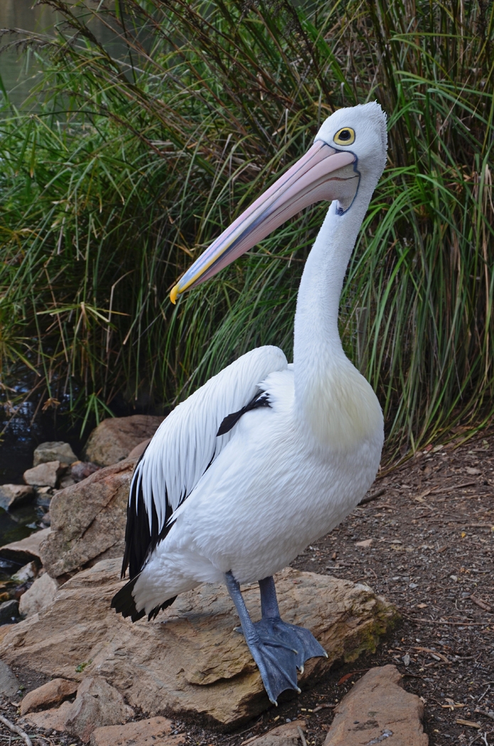 Australian Pelican by Lou Norton