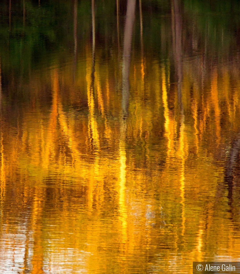 Autumn Reflection by Alene Galin