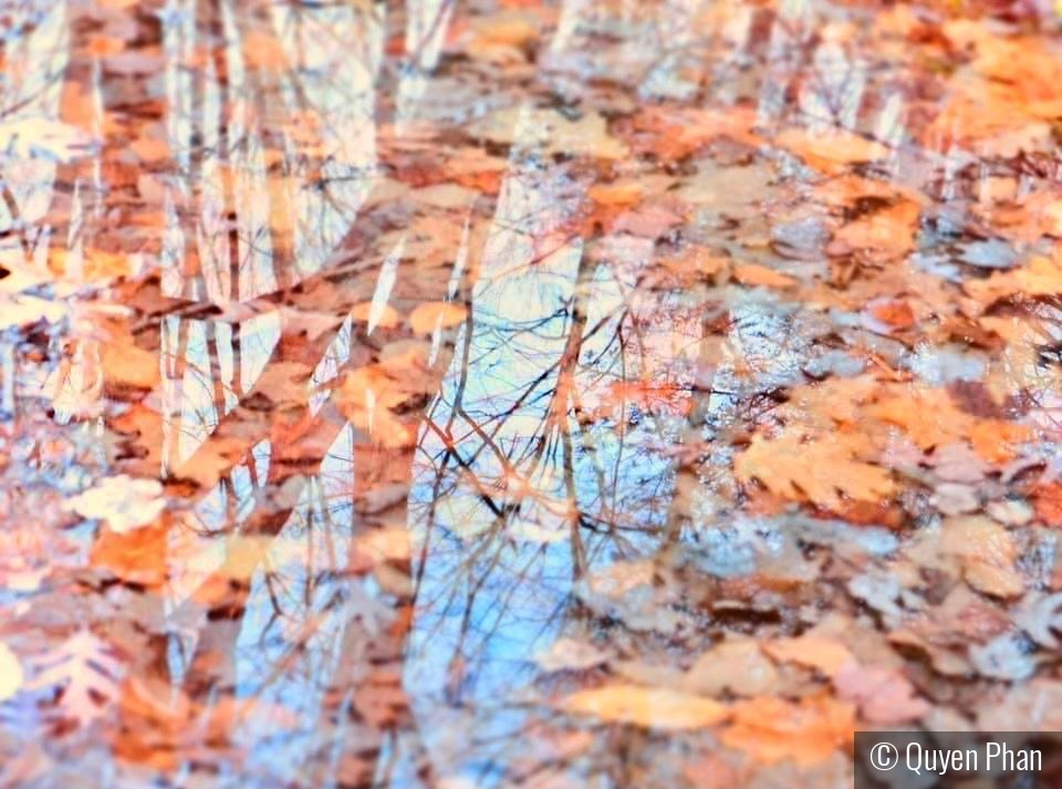 Autumn Reflections by Quyen Phan