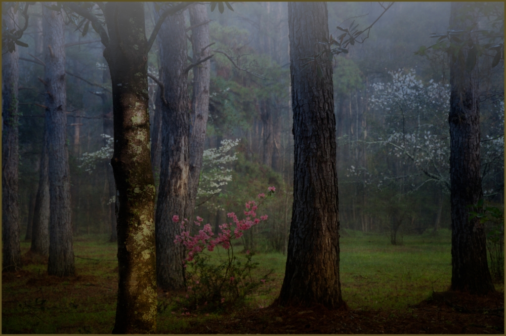 Azaleas in the Spring Forest by Danielle D'Ermo