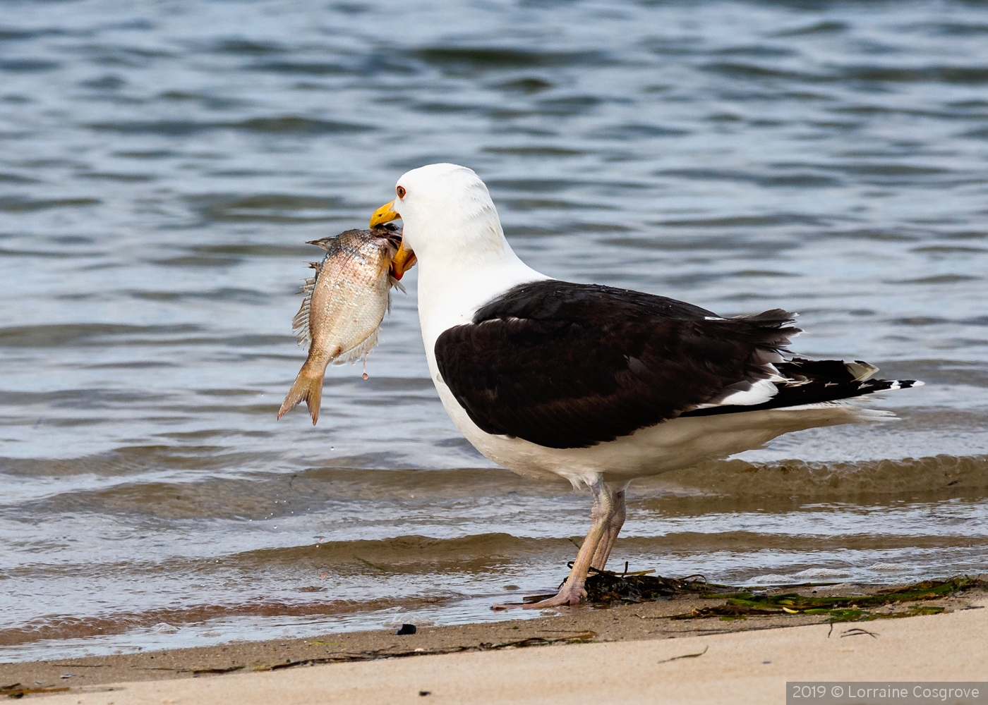 BLACK TAILED GULL WITH FISH by Lorraine Cosgrove