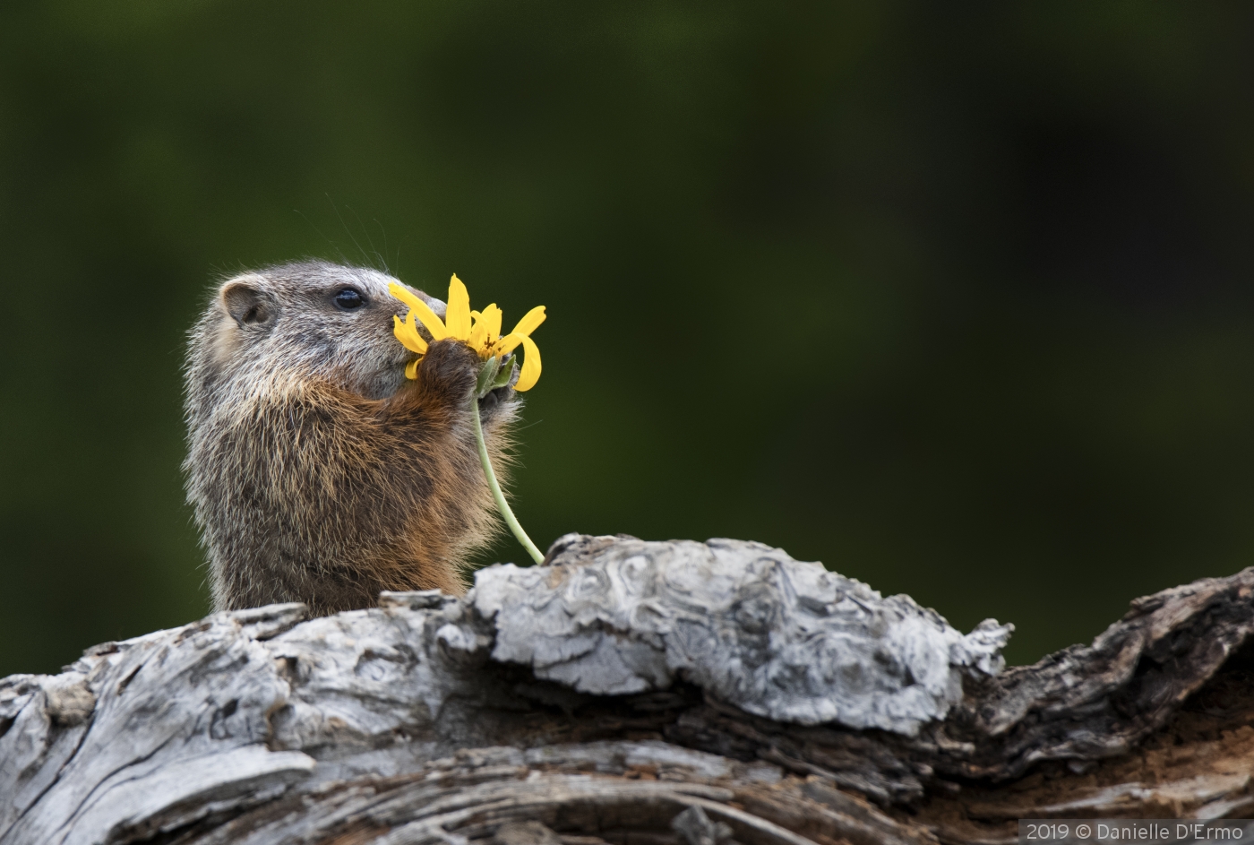 Baby Marmot smelling Wild Flower, Grand Teton National Park by Danielle D'Ermo