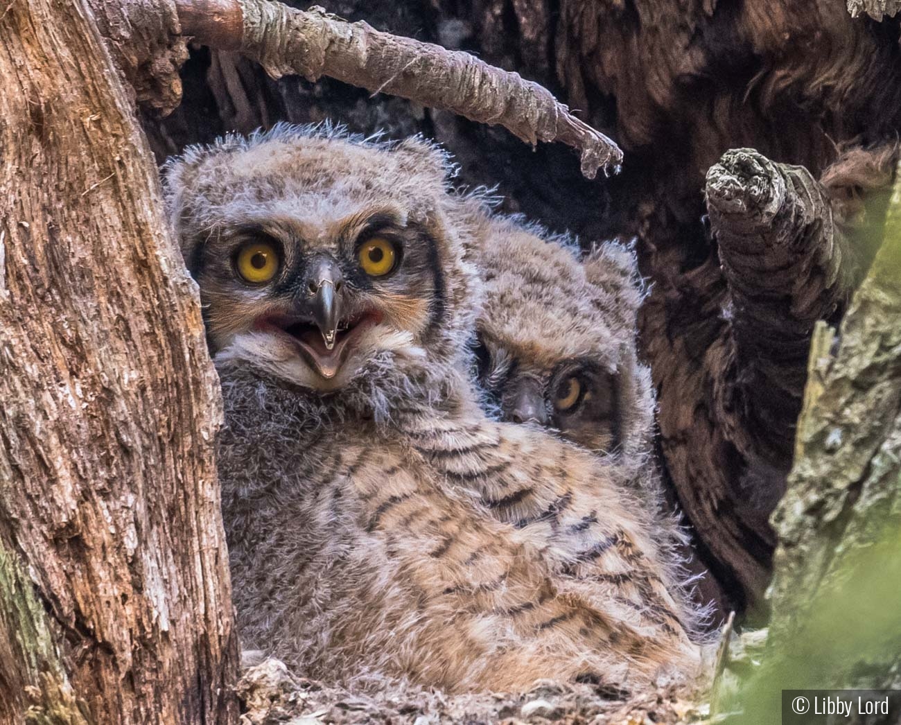 Baby Owls Peeking from the Nest by Libby Lord