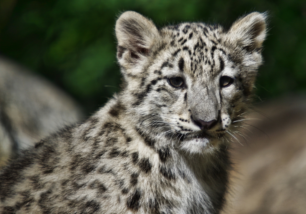 Baby Snow leopard by Richard Busch