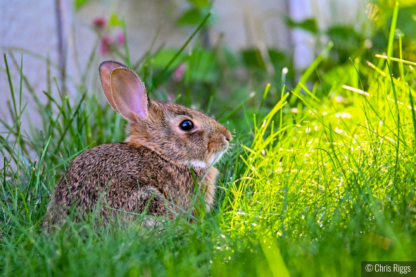 Backyard Bunny by Chris Riggs