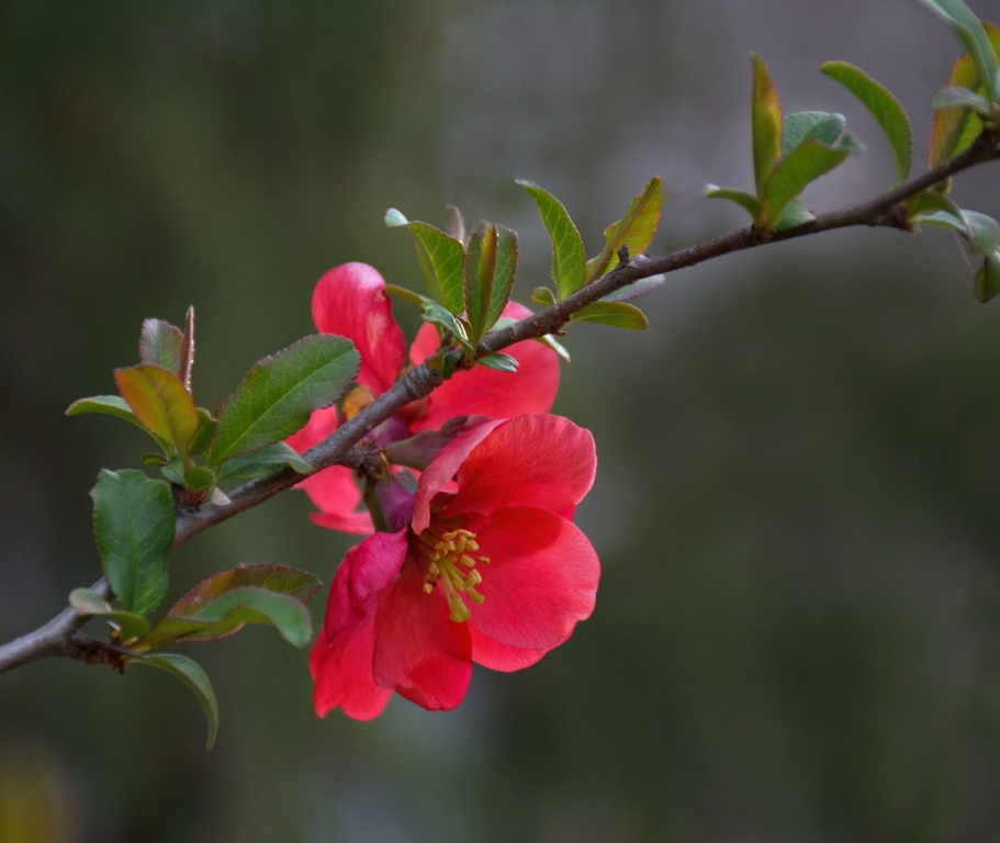 backyard quince by Ginny Thibodeau