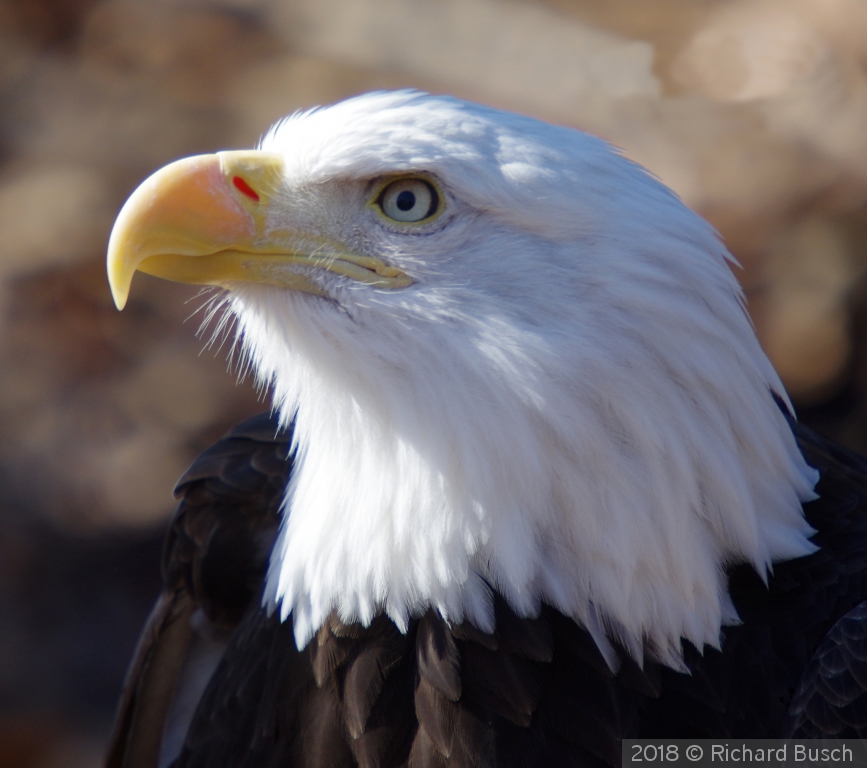 Bald Eagle by Richard Busch