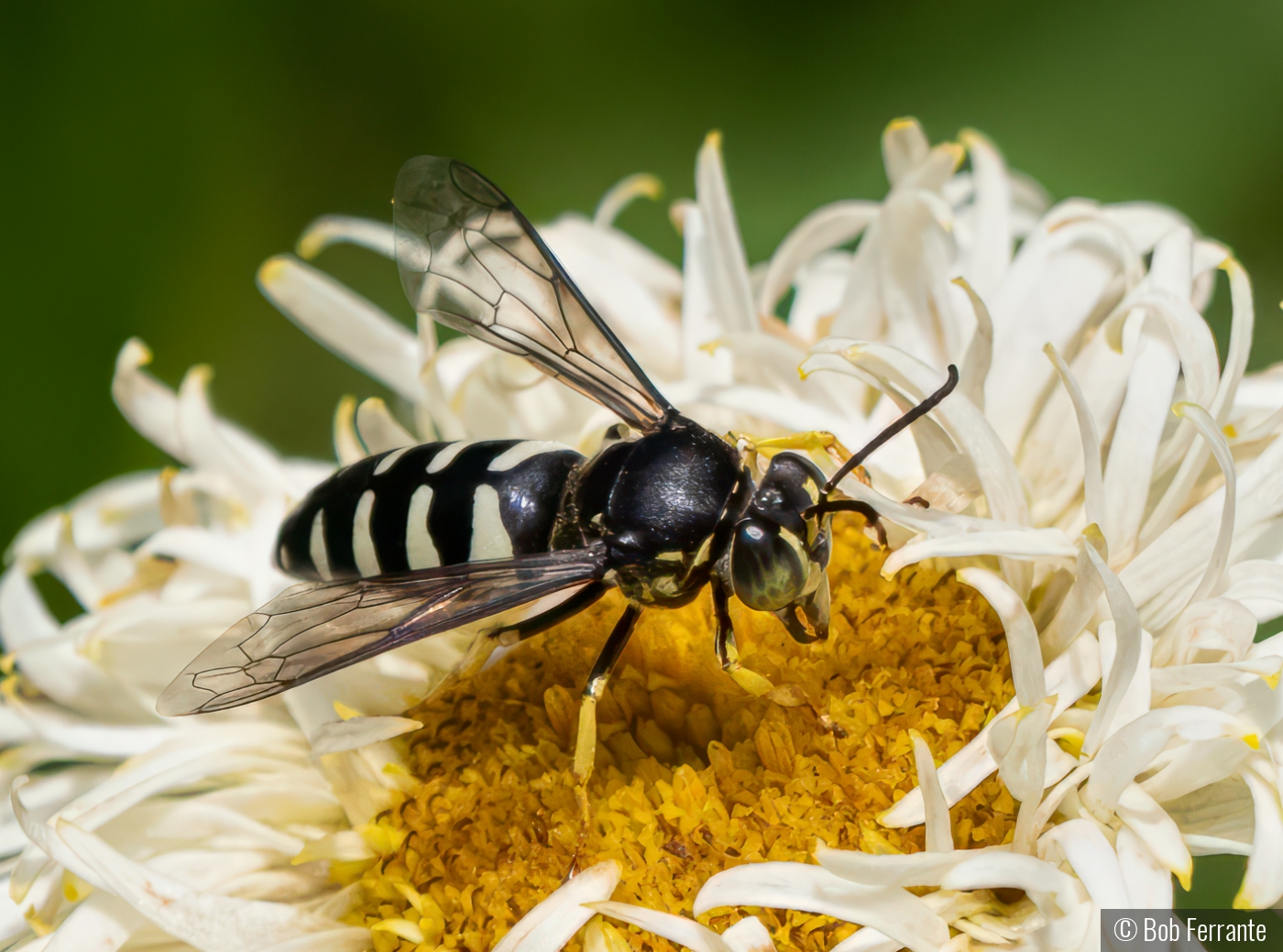 Bald Faced Hornet Seeking Nectar by Bob Ferrante