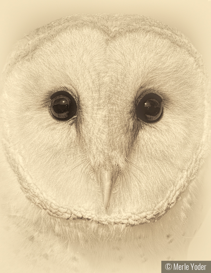 Barn Owl Portrait by Merle Yoder