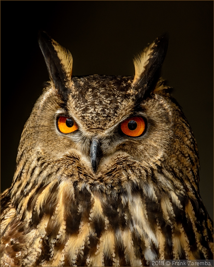 Barn Owl by Frank Zaremba