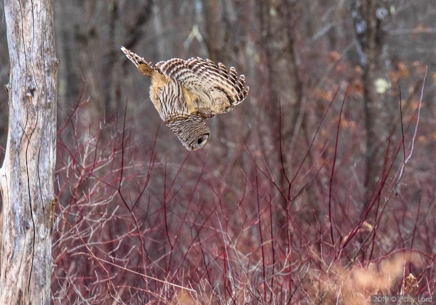 Barred Owl Diving by Libby Lord