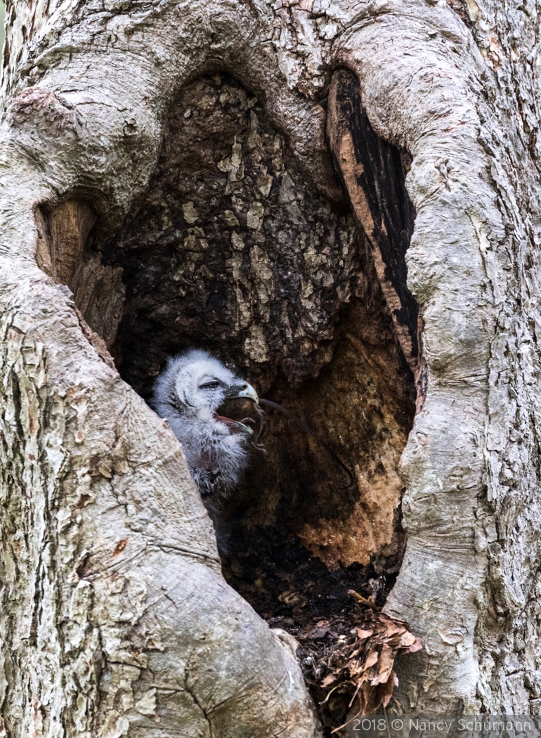 Barred Owl eating prey by Nancy Schumann