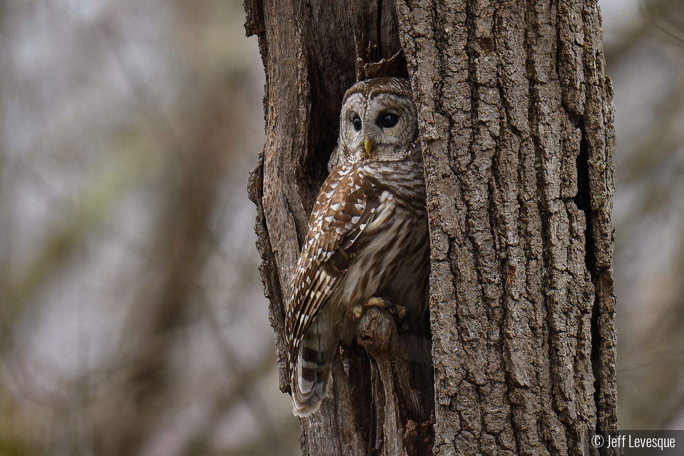 Barred Owl in my backyard by Jeff Levesque
