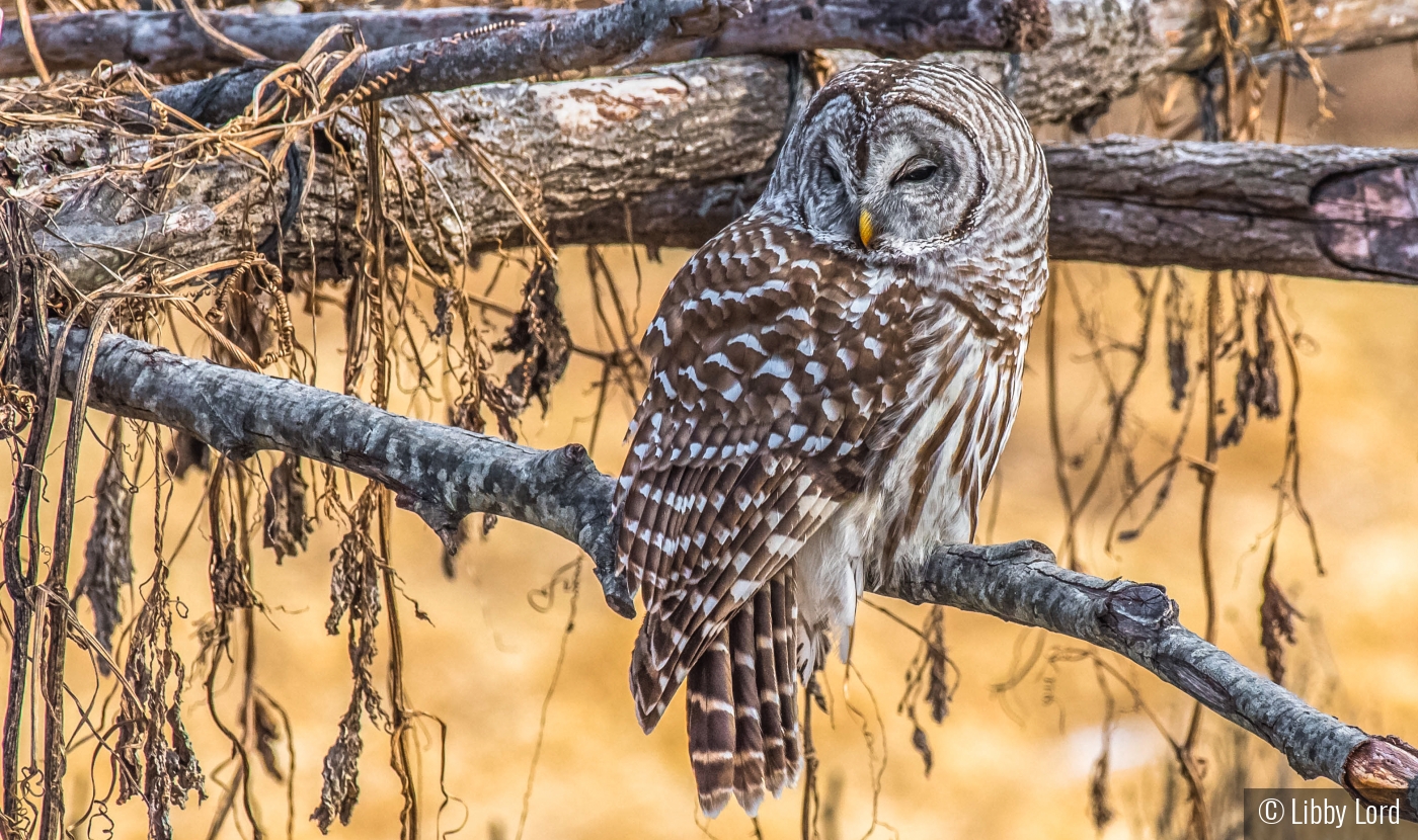 Barred Owl in the Garden by Libby Lord